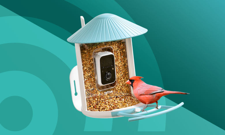 Best Bird Feeder Cameras