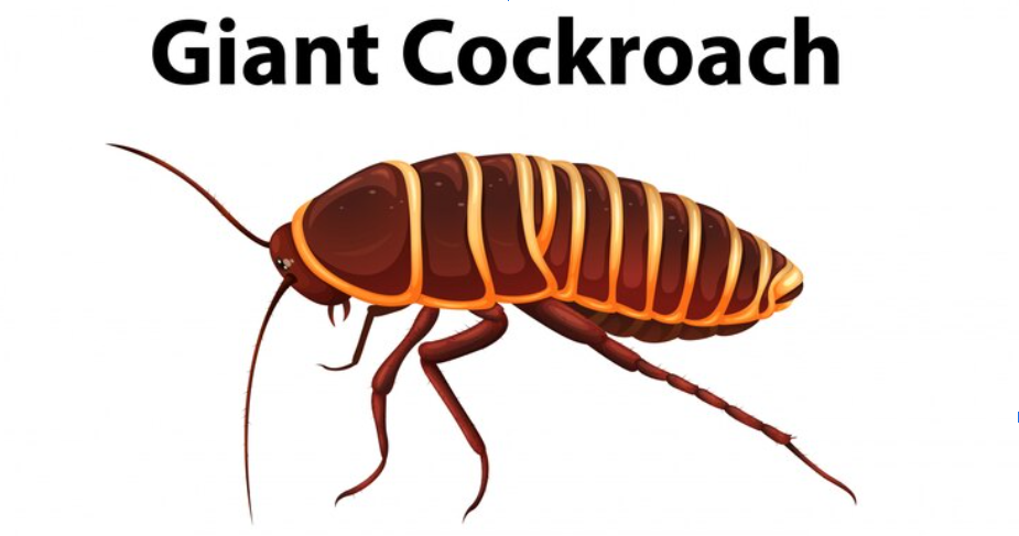 scientific name of world's largest cockroach