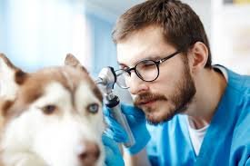 vet practice valuation